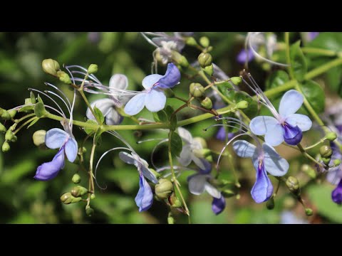 Video: ¿Los arbustos de mariposas necesitan fertilizante? Cuándo y cómo fertilizar un arbusto de mariposas