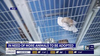 Looking to adopt a new furry friend in Henderson?