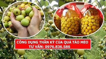 Công dụng thần kì của quả táo mèo khô 0976 836 586