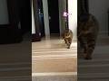 【CAT】ミー #shorts #cat #cats #cute #猫動画 #猫 #かわいい猫 #可愛い猫
