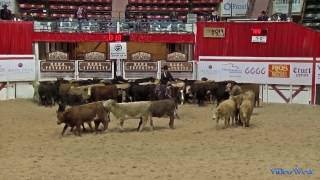 Cutting Horse For Sale Rey Pretty Kitty 2015 NCHA Futurity Open First Go HD