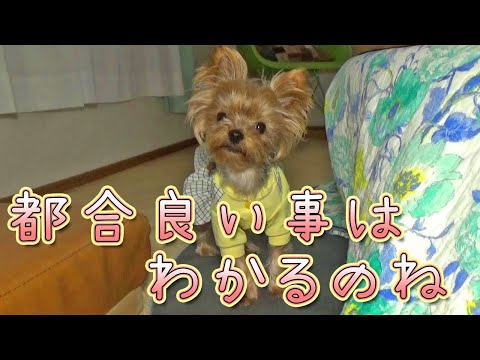 【ヨークシャテリア】呼んでも呼んでも全然来てくれません【Yorkshire Terrier】