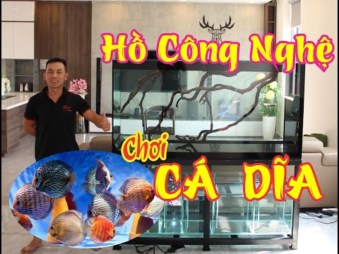 Video Lắp Ráp Hồ Công Nghệ Trãi Nền Cát chơi Cá Dĩa tại Nhà... - youtube