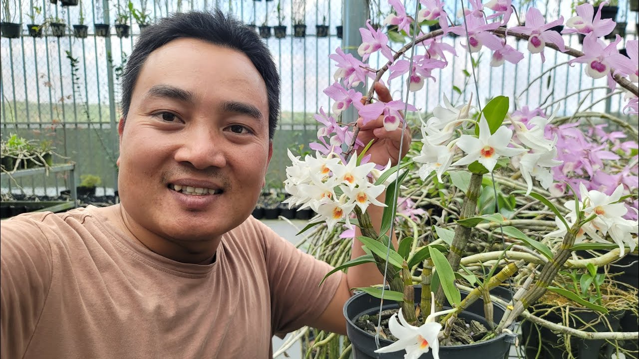 30 loài Lan khoe sắc tại Vườn Lan Nguyễn Ngọc Hà