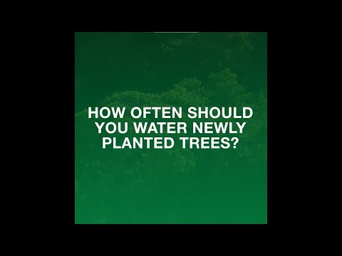 Video: Sådan vander jeg nyplantede træer: Hvornår skal jeg vande nye træer