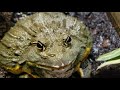 GIANT ANGRY FROG ATTACKS ME FOR FILMING HIM!!!! SLOWMO