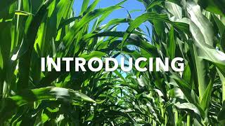 Biological Atmospheric Nitrogen for Corn