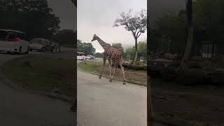 キリンさんが歩いてる 本当に動物がいる富士サファリパーク #キリン #富士サファリパーク #zoo
