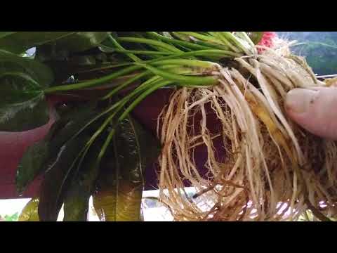 Video: Echinodorus Yang Anggun Berdaun Sempit