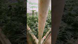 Test Garden Week Five Of Flower!