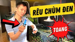 Rêu chùm đen và cách xử lý triệt để | Nguyễn Du aqua