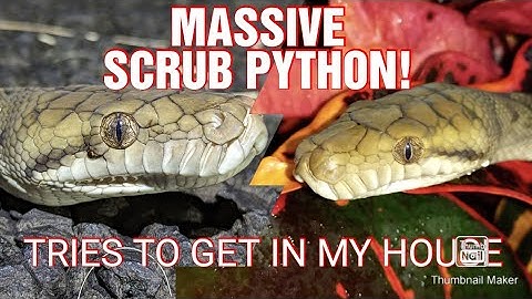 I FOUND A MASSIVE SCRUB PYTHON ON MY VERANDAH!