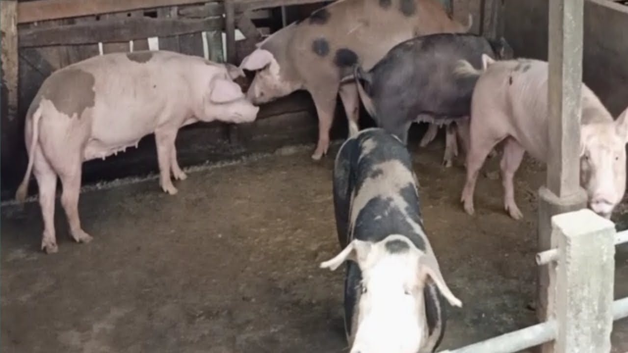 Kandang Peternakan Babi jumbo 