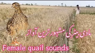 female quail sounds volume 39|| female common Quail searching for her male || new sound 2023