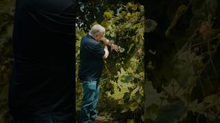 Norton Grapes in Development, Summer 2026 #wine #grapes #stonehillwinery