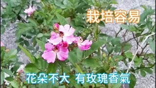 【天使薔薇】（上）容易種植的食用玫瑰，可以泡茶、拌沙拉、裝飾甜點