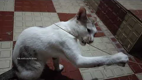 Video 10859041: hilarious animal compilation, funniest cats