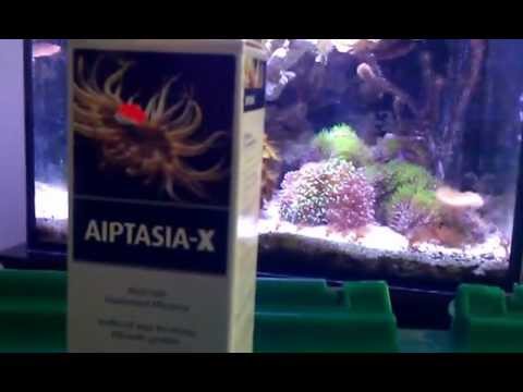 does aeptasia x work