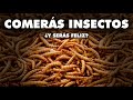 LA UE QUIERE QUE COMAS INSECTOS y GUSANOS y VA MUY EN SERIO: ESTE ES EL PLAN