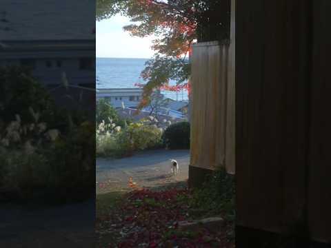 お散歩を先導する散歩猫のゆきちゃん!てくてく!てくてく!あたちについて来てね! #ねこ #保護猫 #野良猫 #猫のいる暮らし #熱海 #ジャパニーズボブテイル