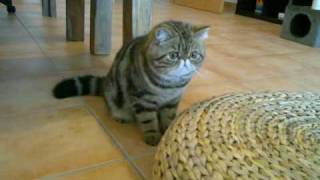 Exotic Brown Tabby ( Blanket)