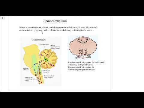 ANATOMI (CNS): CEREBELLUM-BANER