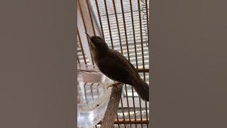 Kerak Basi Alis Hitam | Shincan | Gacor Konslet di Pagi Hari