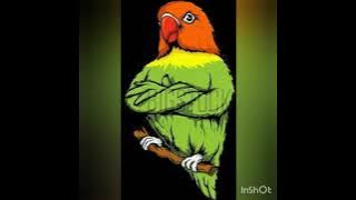 Lovebird isian kapas tembak