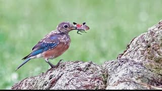 Are spotted lanternfly on the menu of Central PA birds? Penn State study aims to find out