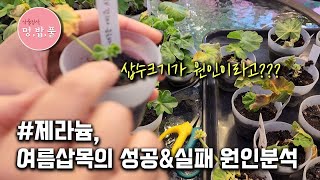 제라늄, 여름 삽목의 성공&실패의 원인분석 #여름삽목꿀팁