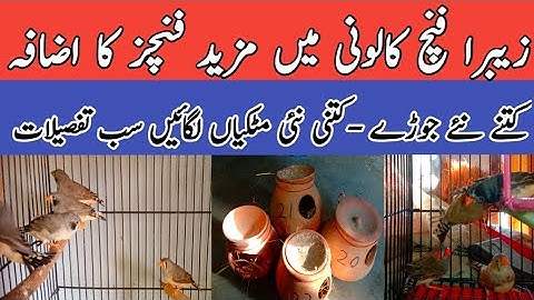 New Zebra Finches Entry | Zebra Finch Colony | Mini Zoo