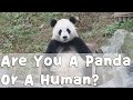 Are You A Panda Or A Human? | iPanda