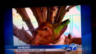 World of Hummingbirds (Emma) ABC Channel 7 News clip 6pm 3-7-11 (Teaser 1)