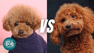 Toy vs Miniature Poodle