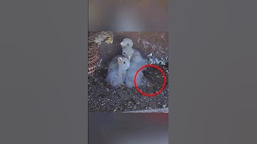 Lizard Attacked the Chicks in a Kestrel Nest #animals #wildlife #shorts