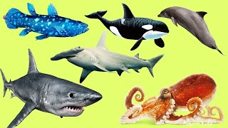 Учим названия и звуки Животных Океана | Животные для детей | Животные Океана для детей
