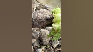 Hungry tortoises eating lettuce! #turtle #zoo #animalsforkids