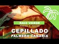 Cepillado palmera canaria (Phoenix Canariensis)