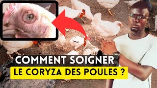 Comment Soigner le Coryza Chez les Poules Facilement ?