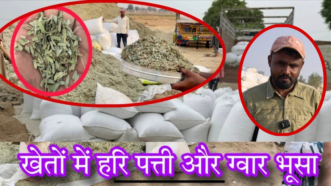 खेतो से अब लो हरी पत्ती और गवार भूसा सस्ते मे 