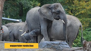 Elefanten-Blitzgeburt im Wuppertaler Zoo