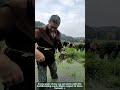 Traditional Rice Farming: Pulling Seedlings by Hand