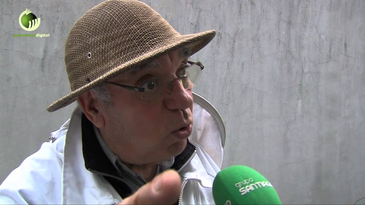 Vimaranense revela técnica para combater vespas asiáticas