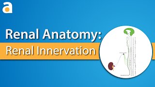 Renal Anatomy: Renal Innervation Resimi