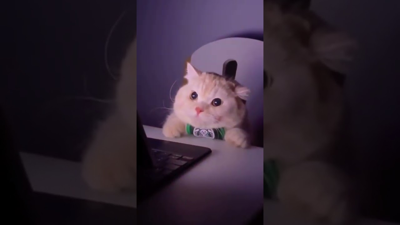 Amphaka okongola!!Zoseketsa