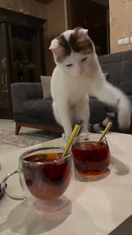 Top des vidéos très mignon ♥️ ❄️ ♥️ ❄️