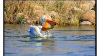 Pelican Eats Fish.wmv by RobGazdaPhotography 10,934 views 12 years ago 2 minutes, 43 seconds