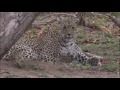 Safari Live : Karula her Cubs and Baboons as seen on drive this morning  Oct 18, 2016