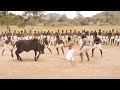 Ferocious Jallikattu Scene from Ilami showing the Intensity of Tradition || 2016 Kollywood Movie