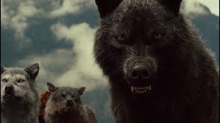 Черный волк. Хищник - одиночка. Документальный фильм Черный волк. Хищник - одиночка. Документальный фильм